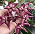 Hoya Kaimuki Plant in 3.5" Pot, Fully Rooted Hoya pubicalyx, Indoor Houseplant, Low Maintenance, Vining, Bright Indirect Light