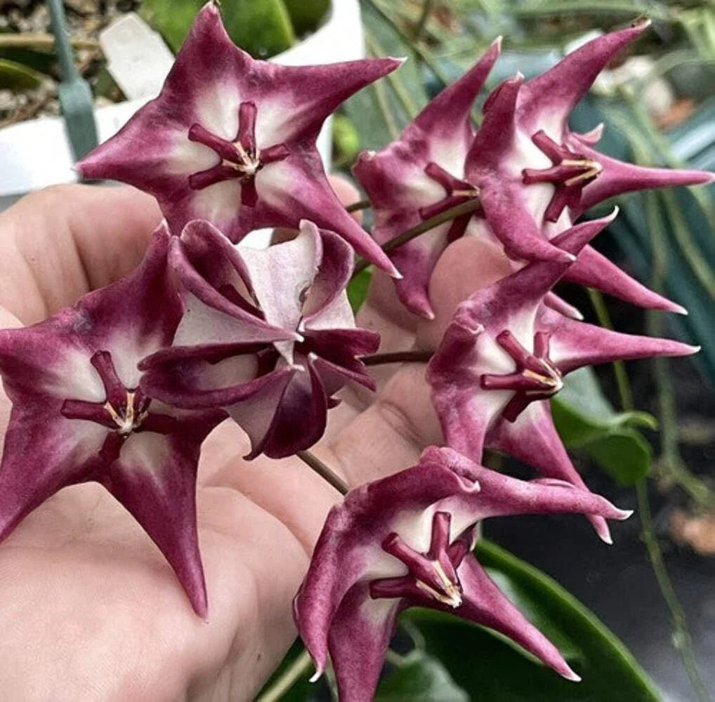 Hoya Kaimuki Plant in 3.5" Pot, Fully Rooted Hoya pubicalyx, Indoor Houseplant, Low Maintenance, Vining, Bright Indirect Light
