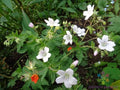 Trevor's White Geranium Seeds - 25+ Pack, Pelargonium zonale, White Blooms, Garden Planting, Annual, Easy to Grow