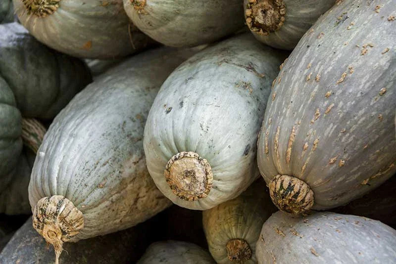 Guatemalan Blue Squash Seeds - Heirloom Cucurbita maxima - Vining Annual Vegetable for Garden Planting, 25+ Seeds