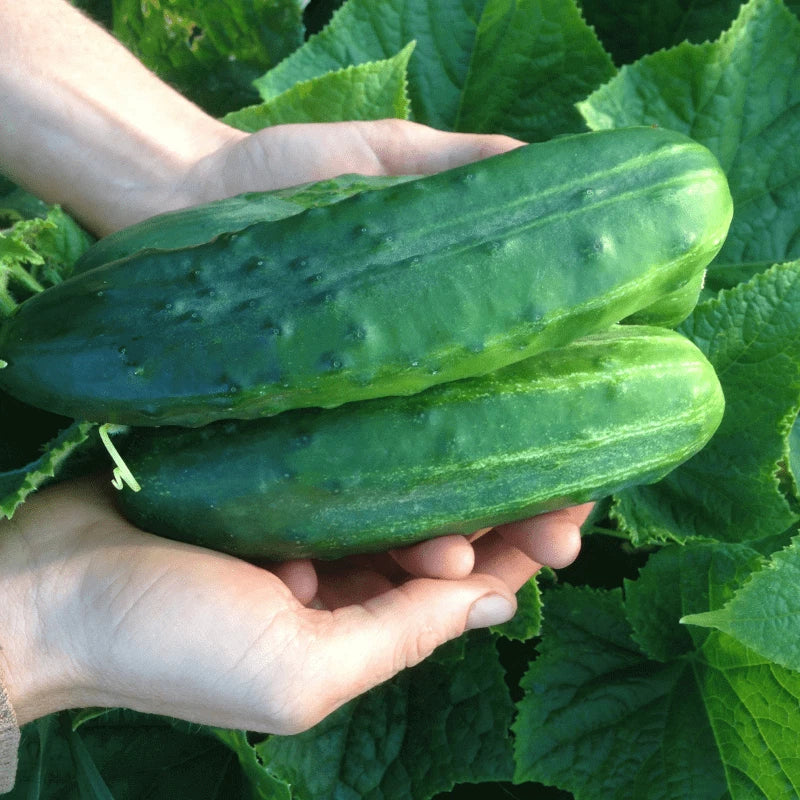 Organic Spacemaster 80 Cucumber Seeds - Heirloom, Non-GMO, Compact Bush, Cucumis sativus, Vegetable Seeds for Container Gardening