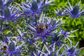 Sea Holly Seeds 100 Count Eryngium with Metallic Blue Flowers Drought-Tolerant Perennial