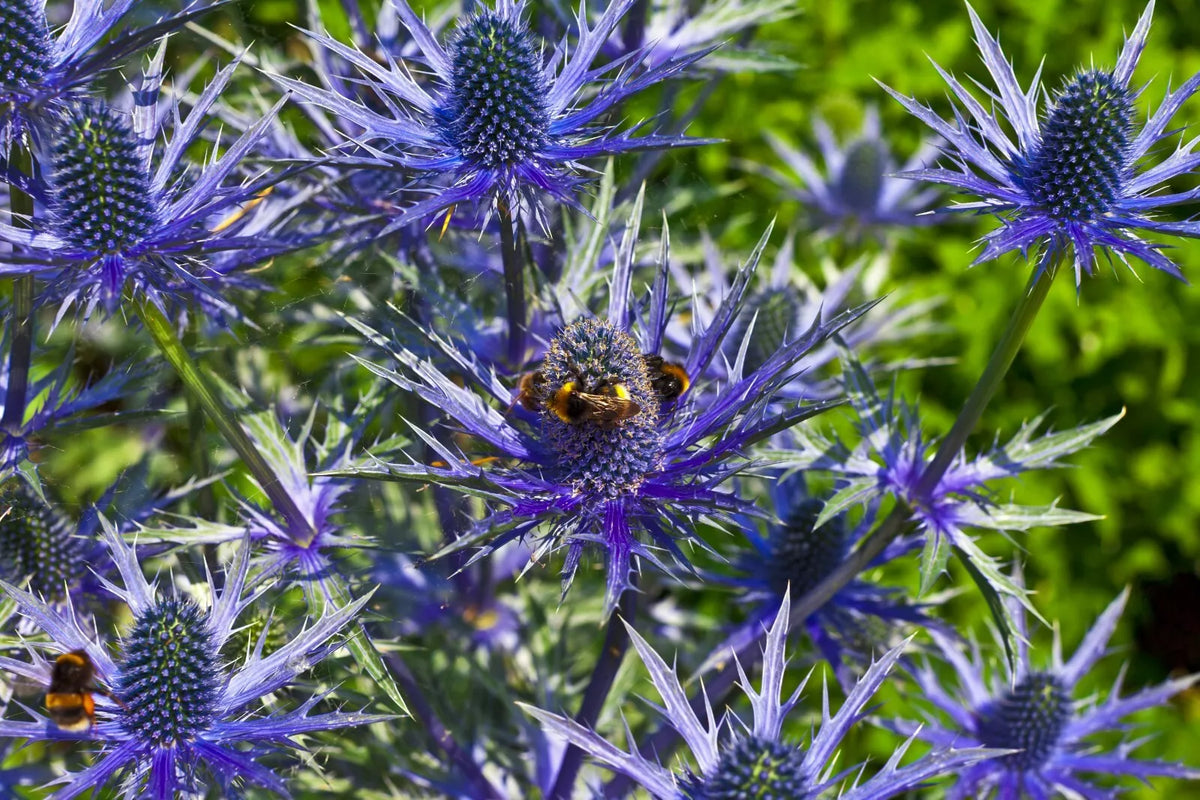 Sea Holly Seeds 100 Count Eryngium with Metallic Blue Flowers Drought-Tolerant Perennial