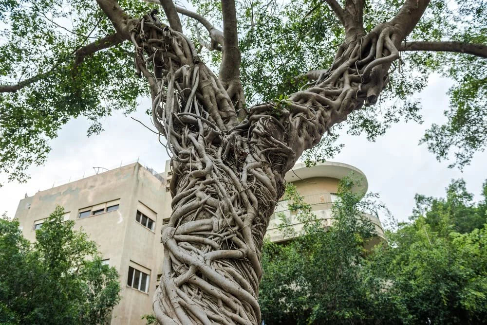 Banyan Tree Seeds - Ficus benghalensis - Indian Banian for Planting - Spreading Canopy, Aerial Roots, 20 Seeds