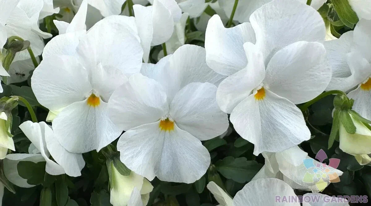 Delta Pro White Pansy Seeds – Viola tricolor var. hortensis, Non-GMO, Garden Flower Seeds, 200+ Pack
