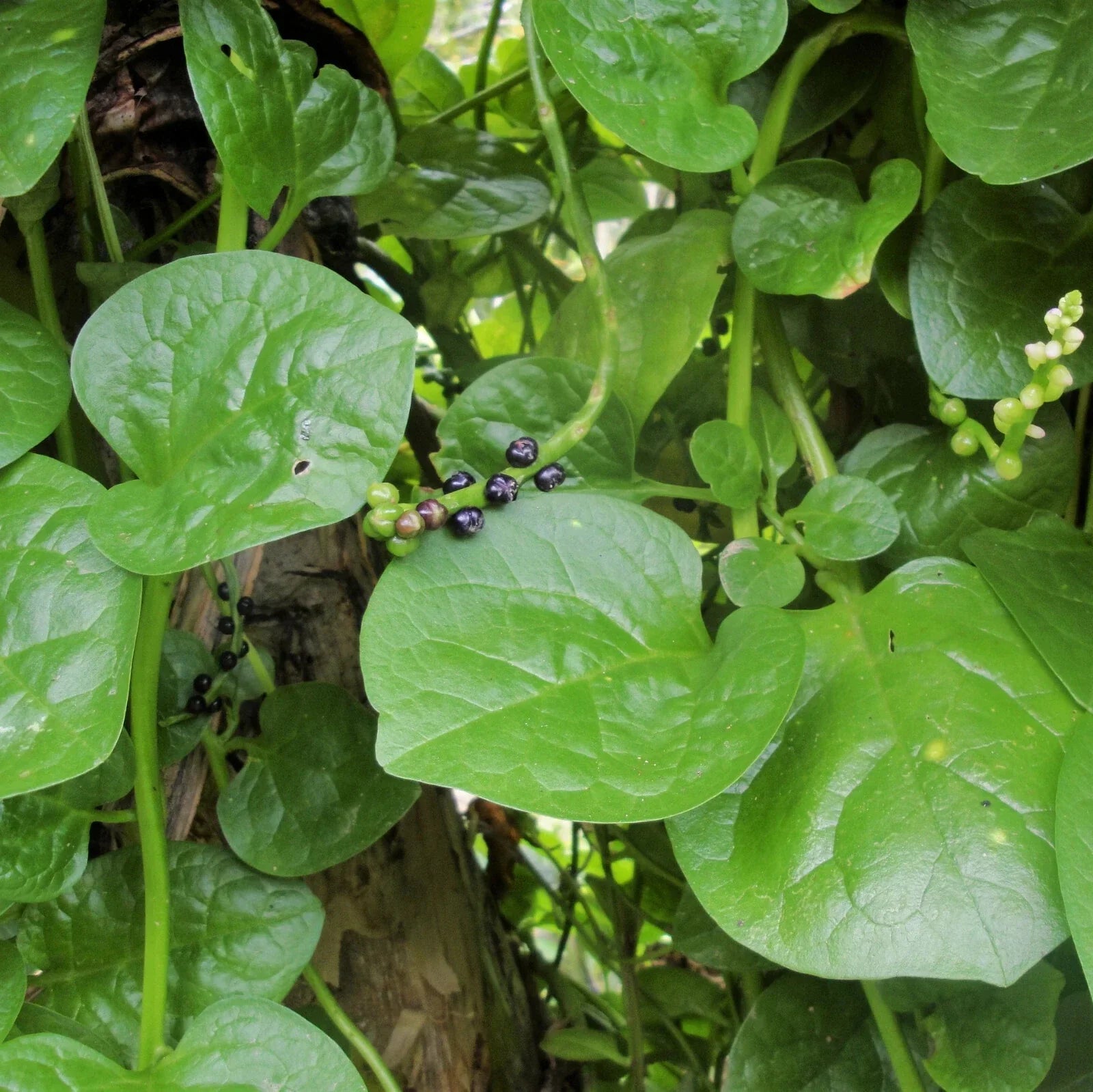 Giant Malabar Spinach Seeds | Climbing Vine, Basella alba, Green Leaf Vegetable Seeds, Garden Planting Pack