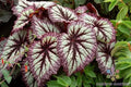 Fireworks Rex Begonia Seeds - Vibrant Foliage, Begonia rex, Indoor & Outdoor Planting, Easy to Grow, 25+ Seeds