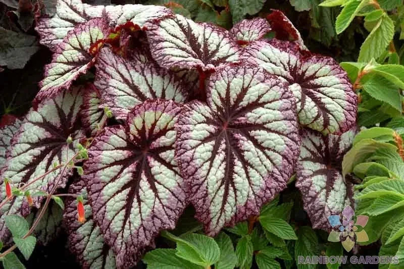 Fireworks Rex Begonia Seeds - Vibrant Foliage, Begonia rex, Indoor & Outdoor Planting, Easy to Grow, 25+ Seeds