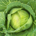 Golden Acre Cabbage Seeds – Non-GMO Vegetable Seeds for Home Garden, Brassica oleracea, Compact, Full Sun, 300+ Seeds