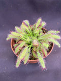 Drosera capensis 'Mini Red' Carnivorous Plant in 2.5" Pot - Rooted Sundew for Indoor Gardening