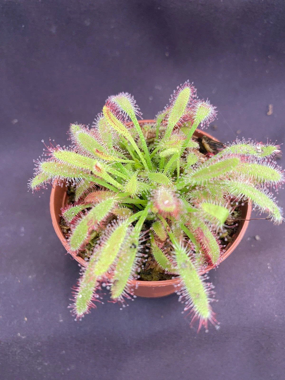 Drosera capensis 'Mini Red' Carnivorous Plant in 2.5" Pot - Rooted Sundew for Indoor Gardening