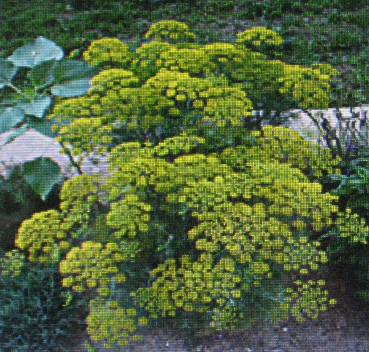 Dill Herb Seeds - Bouquet Variety, Anethum graveolens, 100 Seeds, Culinary & Decorative Herb, Easy to Grow