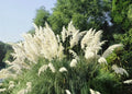 White Pampas Grass Plants – 3 Fully Rooted Shrubs in Pot – Cortaderia selloana, Ornamental Grass for Garden & Landscape