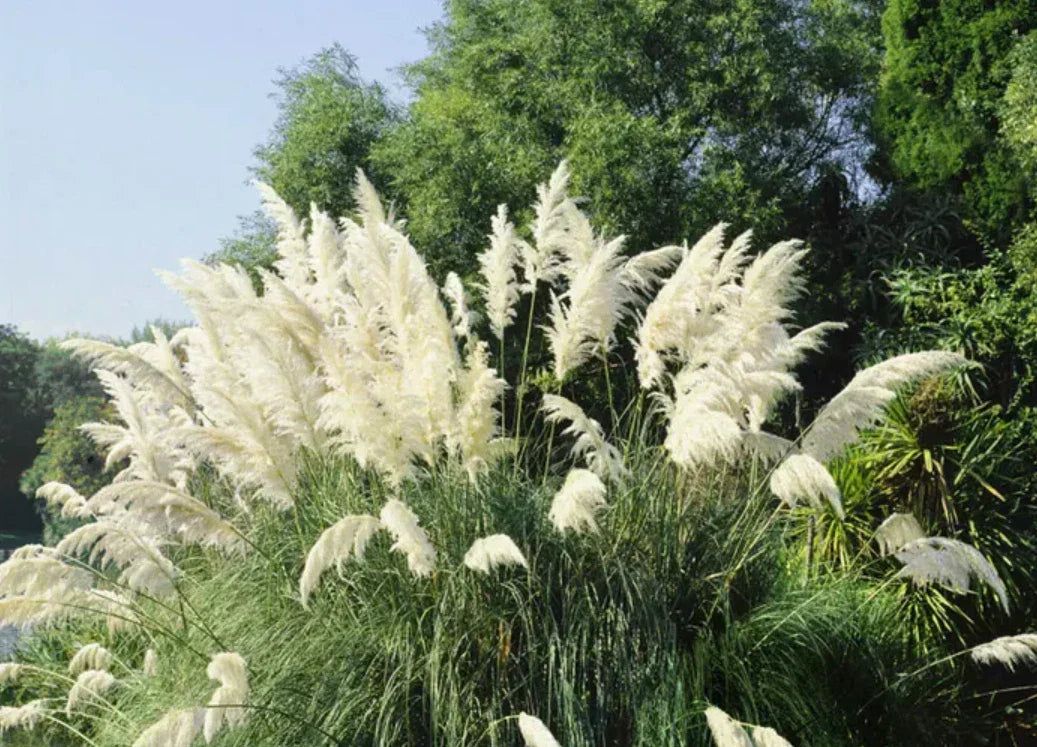 White Pampas Grass Plants – 3 Fully Rooted Shrubs in Pot – Cortaderia selloana, Ornamental Grass for Garden & Landscape