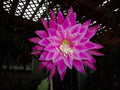 Epiphyllum Orchid Cactus Cutting Kiwi Fanfare - Unique Indoor Succulent Plant
