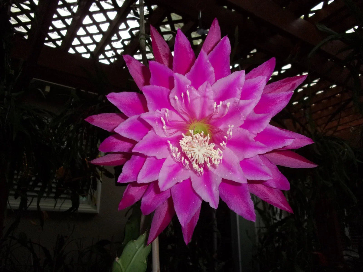 Epiphyllum Orchid Cactus Cutting Kiwi Fanfare - Unique Indoor Succulent Plant