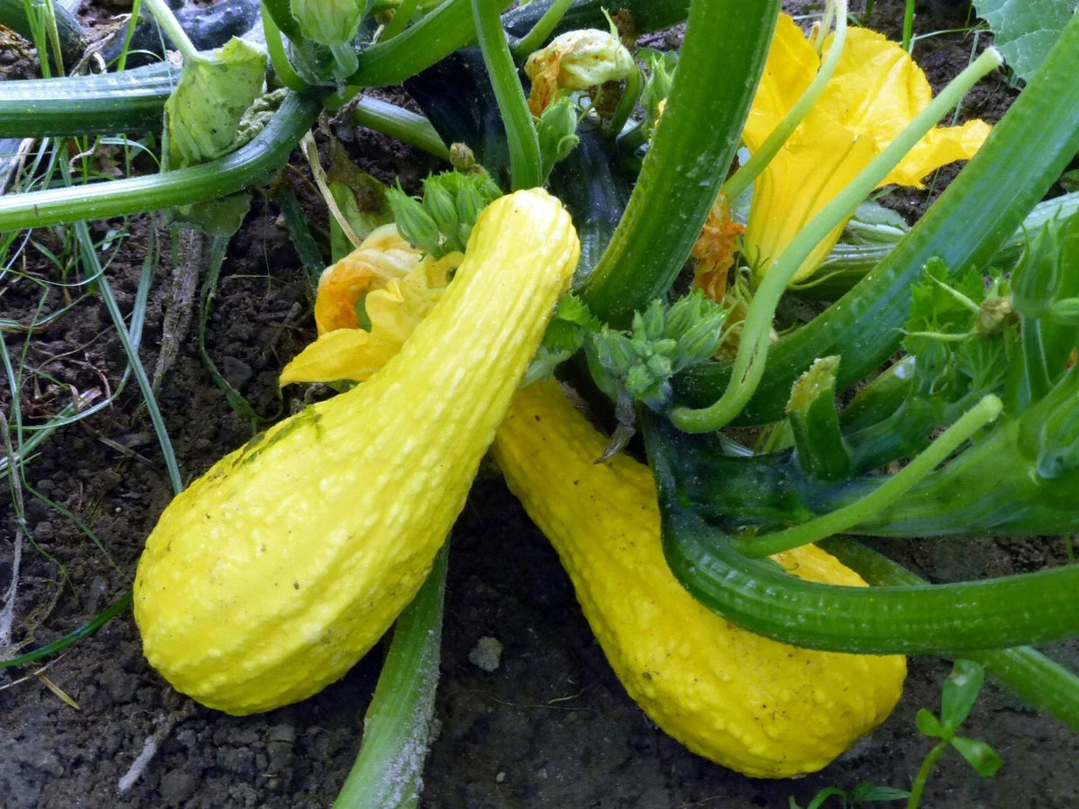 Yellow Crookneck Squash Seeds 1 OZ - Heirloom, Non-GMO, Organic Cucurbita pepo for Vegetable Gardening