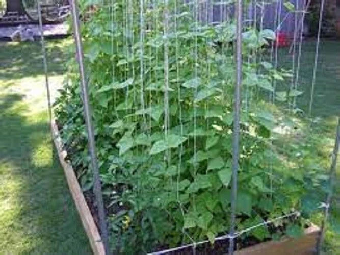 Kentucky Wonder Pole Bean Seeds – Heirloom Phaseolus vulgaris Climbing Vine, 25 Seeds, Premium Fresh, Non-GMO, Vegetable Garden Plant