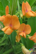 Lathyrus annuus 'Mrs R. Penney' Annual Sweet Pea Seeds – Colorful Fragrant Blooms for Gardens, 50+ Seeds