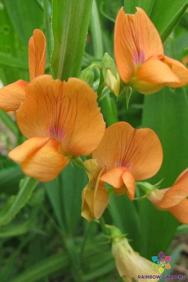 Lathyrus annuus 'Mrs R. Penney' Annual Sweet Pea Seeds – Colorful Fragrant Blooms for Gardens, 50+ Seeds