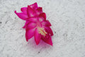 Christmas Cactus Starter Plant - Island Voodoo Schlumbergera truncata Well-Rooted Indoor Plant for Gifting & Decor