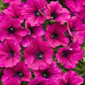 Bright Pink Petunia Seeds - 50 Annual Flower Seeds for Vibrant Blooms - Petunia × hybrida