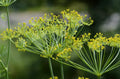 Mammoth Dill Seeds - 150+ Anethum graveolens Culinary Herb Seeds for Garden & Container Growing