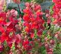 Defiance Snapdragon Seeds - 1000+ Count, Antirrhinum majus, Non-GMO, Garden Planting, Annual Flowers for Borders & Containers