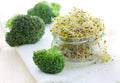 Broccoli Sprout Seeds 500 Count - Easy Fast Growing Brassica oleracea Var. italica for Home Gardening