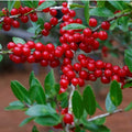 Yaupon Holly Seeds - Ilex vomitoria Native Caffeine Tea Shrub for Herbal Gardening, Wildlife, Hedges, Containers