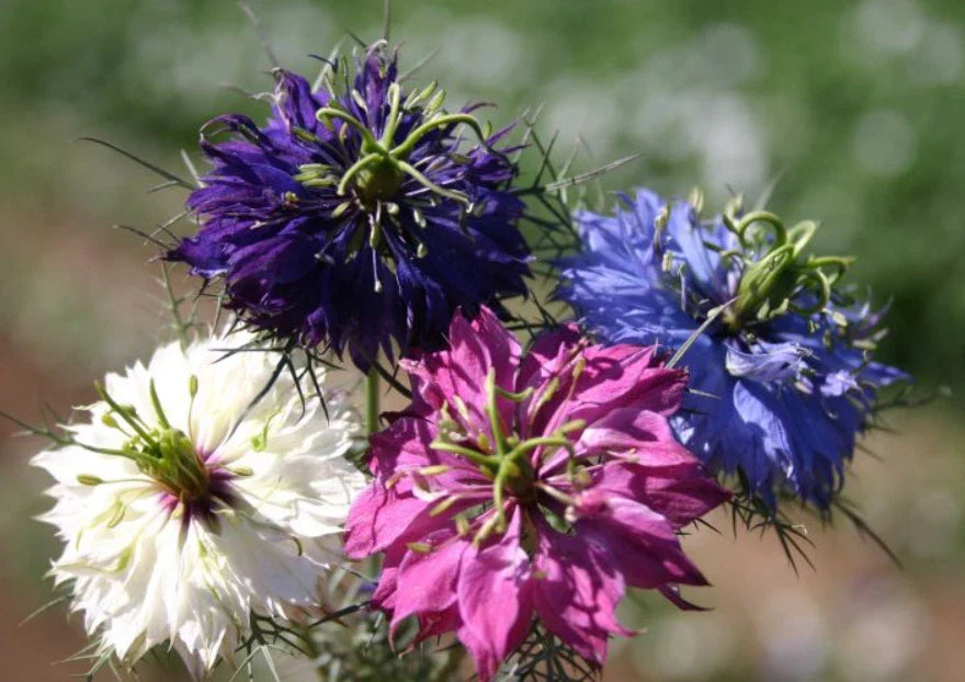 Love in a Mist Seeds - 500 Non-GMO Nigella damascena Flower Pods for Cottage Gardens & Borders