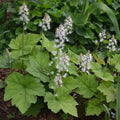 Foamflower Bare-Root Plant Tiarella cordifolia Perennial Ground Cover Shade-Loving Native Wildflower