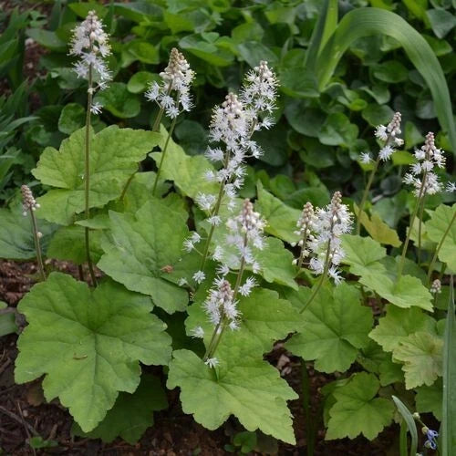 Foamflower Bare-Root Plant Tiarella cordifolia Perennial Ground Cover Shade-Loving Native Wildflower