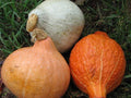 Hubbard Squash Seeds Mixture - Heirloom Vegetable Seeds for Gardening - Cucurbita maxima - Packets Available