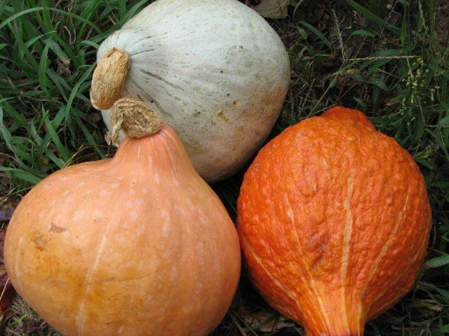 Hubbard Squash Seeds Mixture - Heirloom Vegetable Seeds for Gardening - Cucurbita maxima - Packets Available