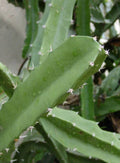 Acanthocereus Tetragonus Cutting - 6 Inch Triangle Cactus White Pitaya Succulent