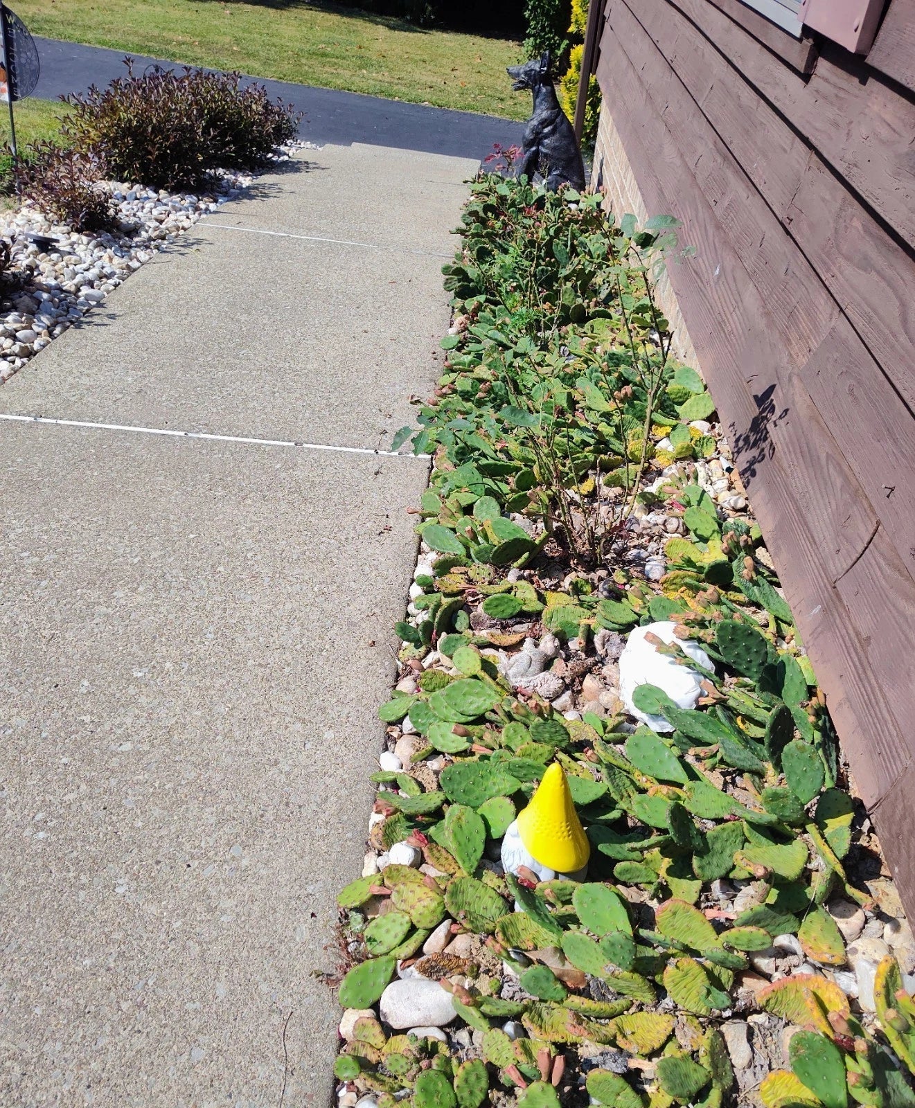 Prickly Pear Cactus 10 Pads with Yellow Flowers, Winter Hardy Opuntia ficus-indica, Drought-Resistant Succulent Plant