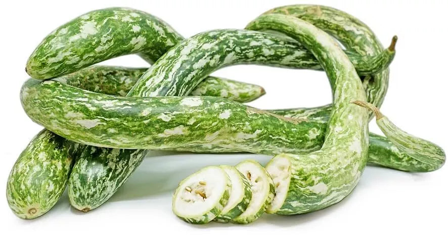 Speckled Snake Gourd Seeds, 10 Pack, Trichosanthes cucumerina, Vining, Exotic 3 Foot Long Gourds for Garden or Culinary