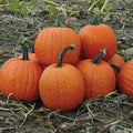 Howden's Field Pumpkin Seeds, Carving & Pie Variety, Cucurbita pepo, Large Fruits, Halloween & Fall Harvest