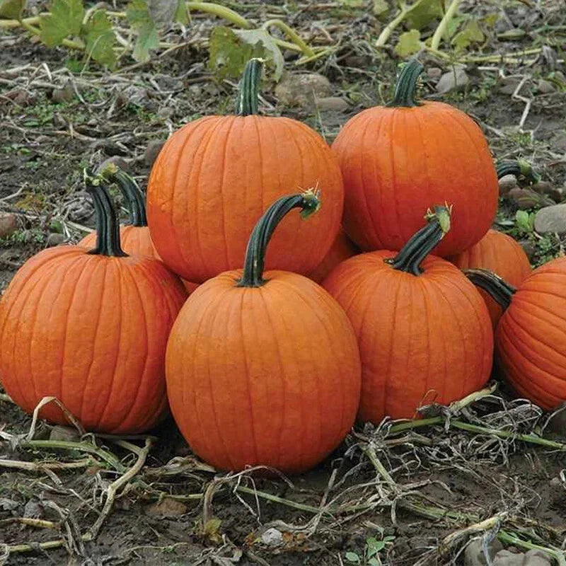 Howden's Field Pumpkin Seeds, Carving & Pie Variety, Cucurbita pepo, Large Fruits, Halloween & Fall Harvest