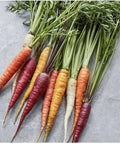 Rainbow Carrot Seeds Blend - 100 Multi Color Medley Vegetable Garden Seeds - Daucus carota