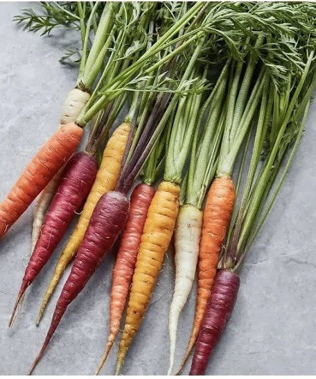 Rainbow Carrot Seeds Blend - 100 Multi Color Medley Vegetable Garden Seeds - Daucus carota