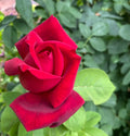 Rose Bush Cuttings - Velvet Red Unrooted Live Flower Plants for Grafting Rosa spp.
