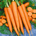 Tendersweet Carrot Seeds 1000+ Non-GMO Vegetable Garden Seeds Daucus carota for Fresh Eating & Cooking