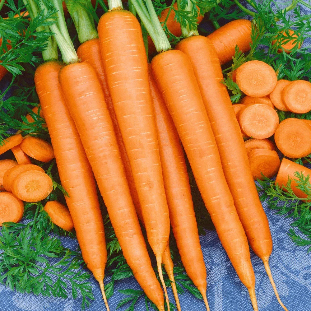Tendersweet Carrot Seeds 1000+ Non-GMO Vegetable Garden Seeds Daucus carota for Fresh Eating & Cooking