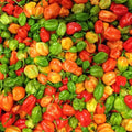 Aji Dulce Pepper Seeds – Heirloom Non-GMO, Mild Heat, Fruity Flavor, Capsicum baccatum, Organic Gardening, Free Shipping