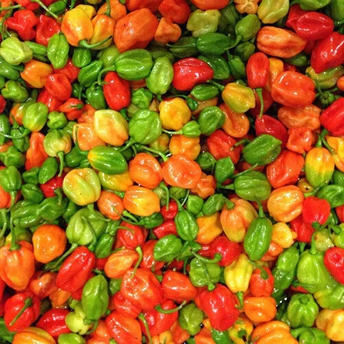 Aji Dulce Pepper Seeds – Heirloom Non-GMO, Mild Heat, Fruity Flavor, Capsicum baccatum, Organic Gardening, Free Shipping