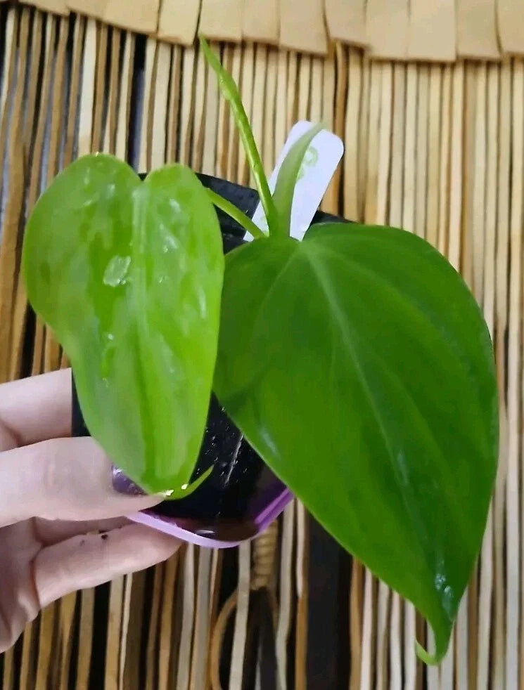 Rare Green Micans Plant - Epipremnum aureum - Indoor Houseplant for Home Decor & Air Purification - 4-Inch Nursery Pot