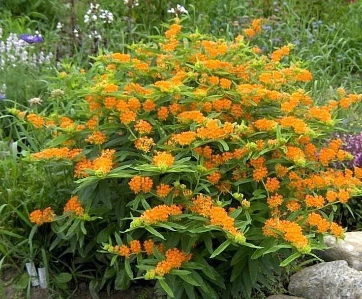 Orange Butterfly Weed Seeds - Native Wildflower for Container Garden, Asclepias tuberosa, Easy to Grow, Heat & Cold Tolerant, 51+ Seeds