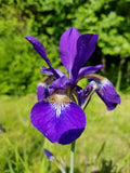 Siberian Iris Rhizomes - 3-5 Root Clump - Blue Violet Perennial Plant - Iris sibirica for Garden Beds & Borders